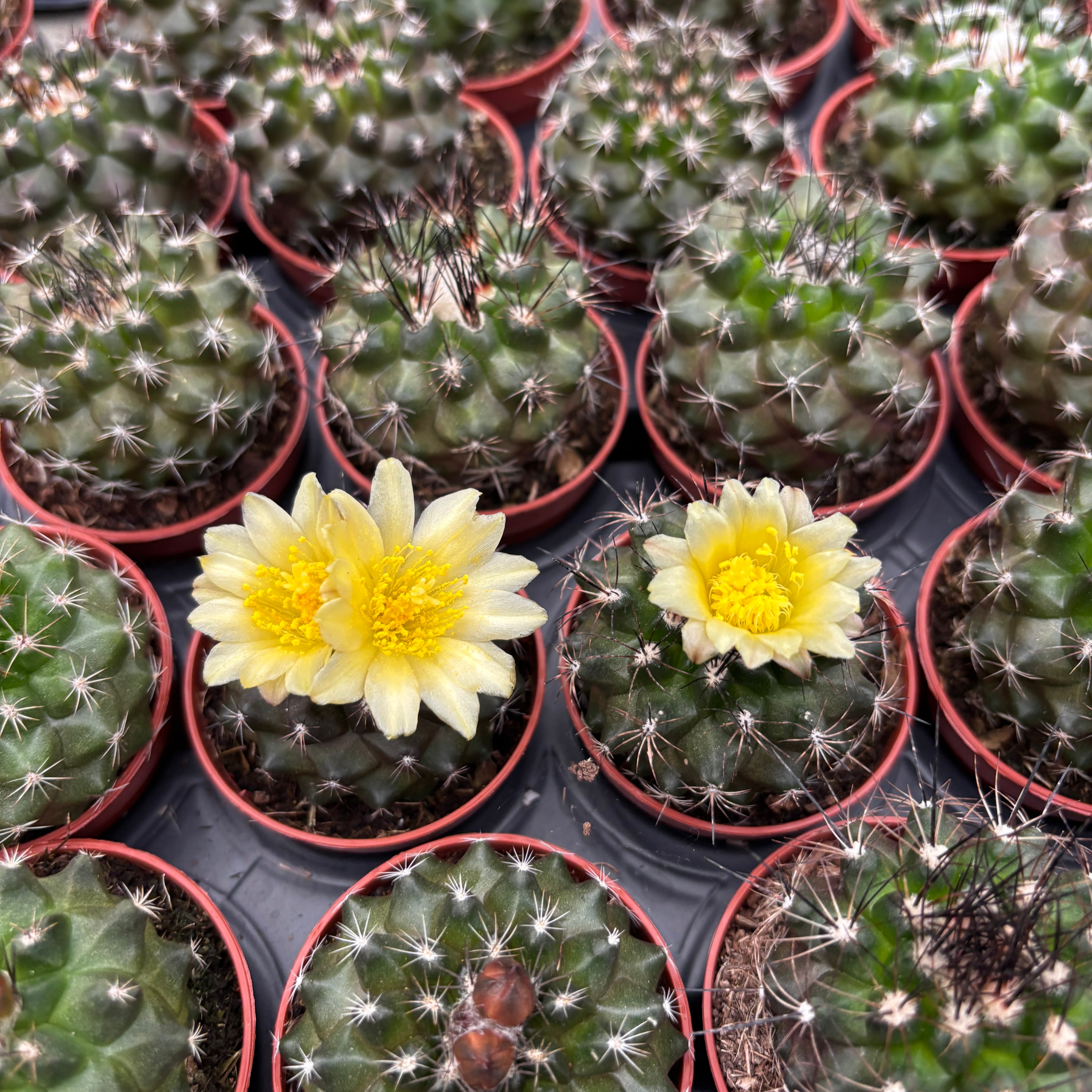 Copiapoa humilis - cactus de colectie cu aspect compact si sculptural