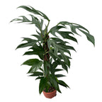 Epipremnum pinnatum 'Baltic Blue'