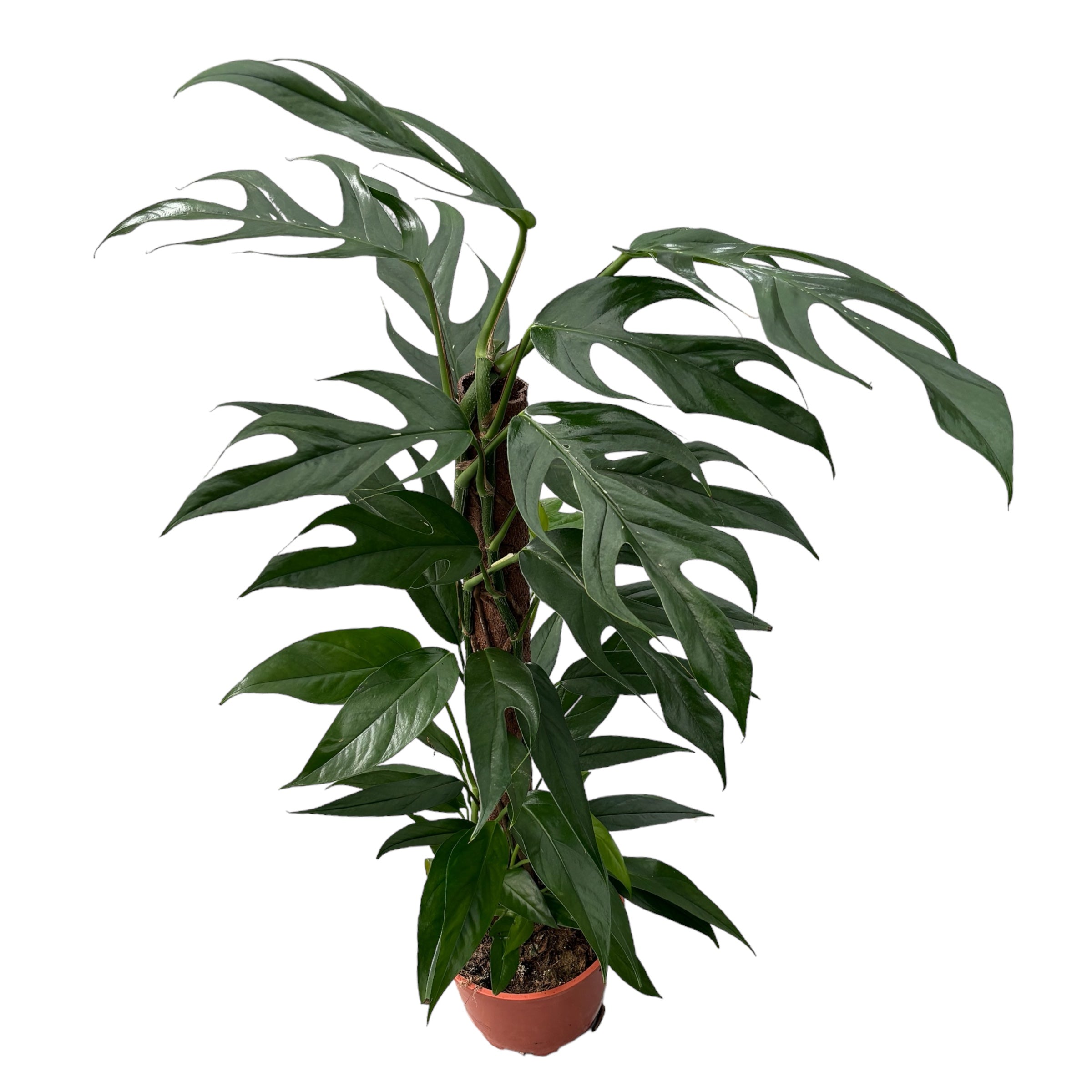 Epipremnum pinnatum 'Baltic Blue'