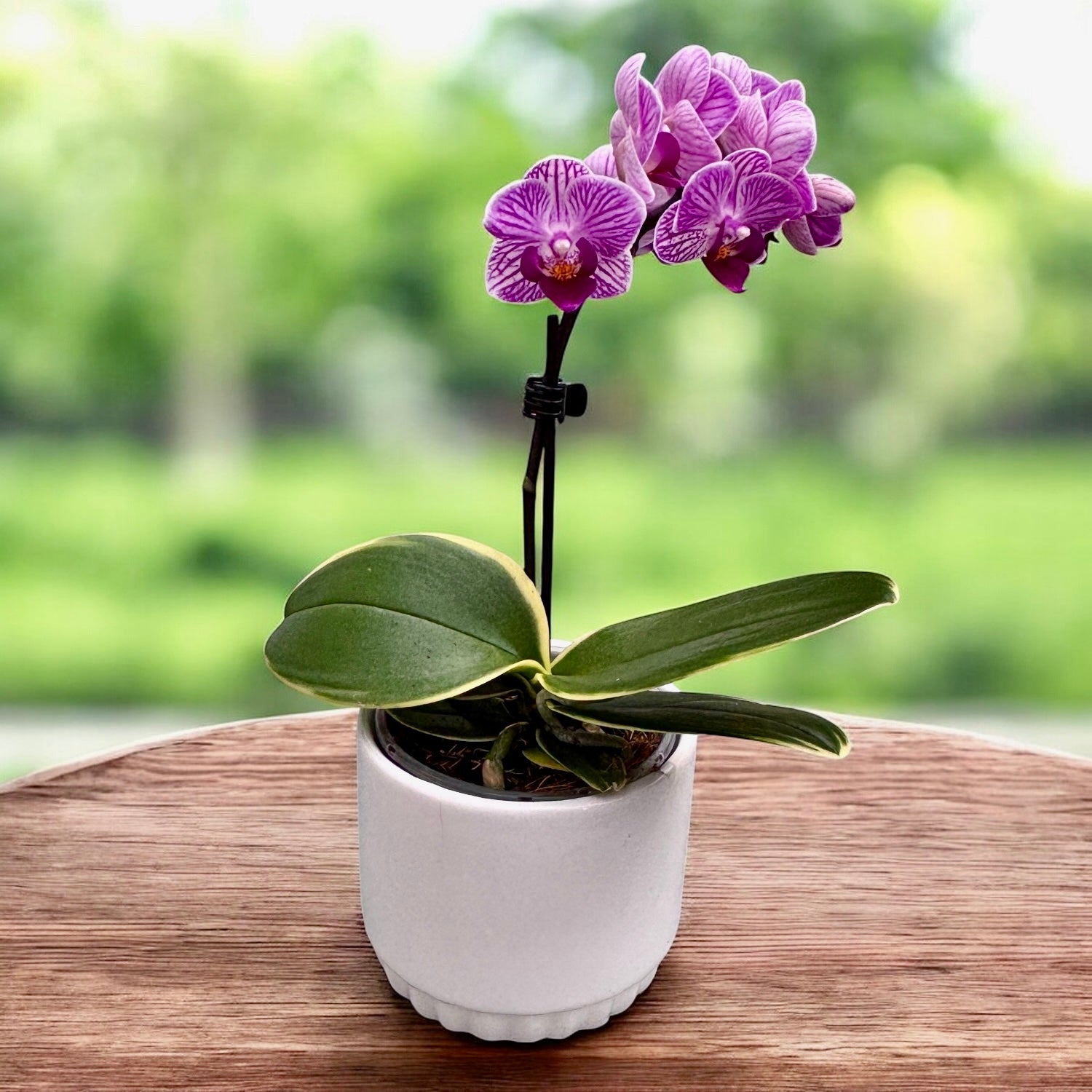 Phalaenopsis Sogo Vivien (frunze variegate)