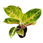 Aglaonema 'Rose Parakeet'