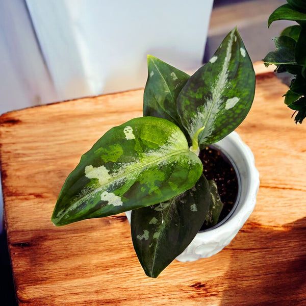 Aglaonema pictus 'Tricolor' (babyplant)