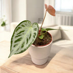 Anthurium crystallinum 'Super Silver Blush' - exemplaren Super Silver