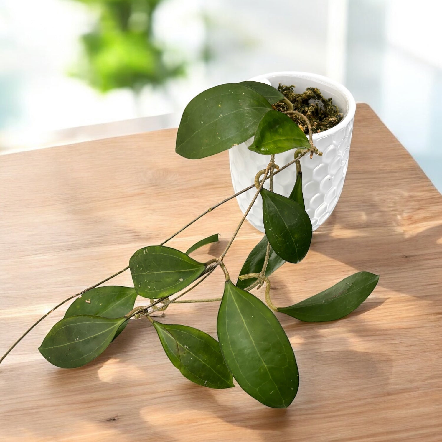 Hoya paulshirleyi - flori parfumate