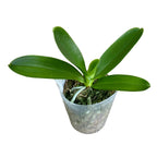 Phalaenopsis lueddemanniana 'Dark Red Taiwan'