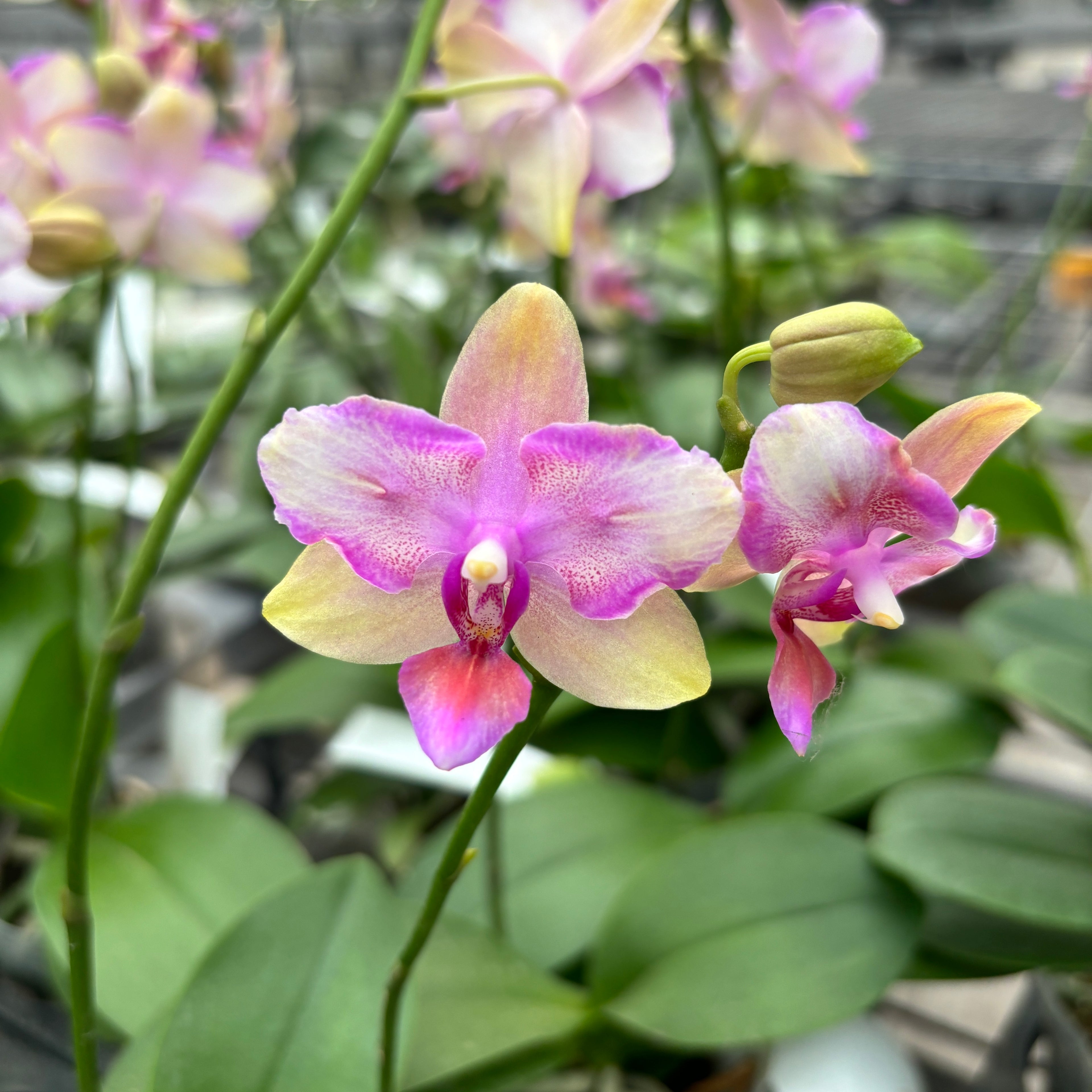Phalaenopsis Taisuco Jasper (pelorisch)