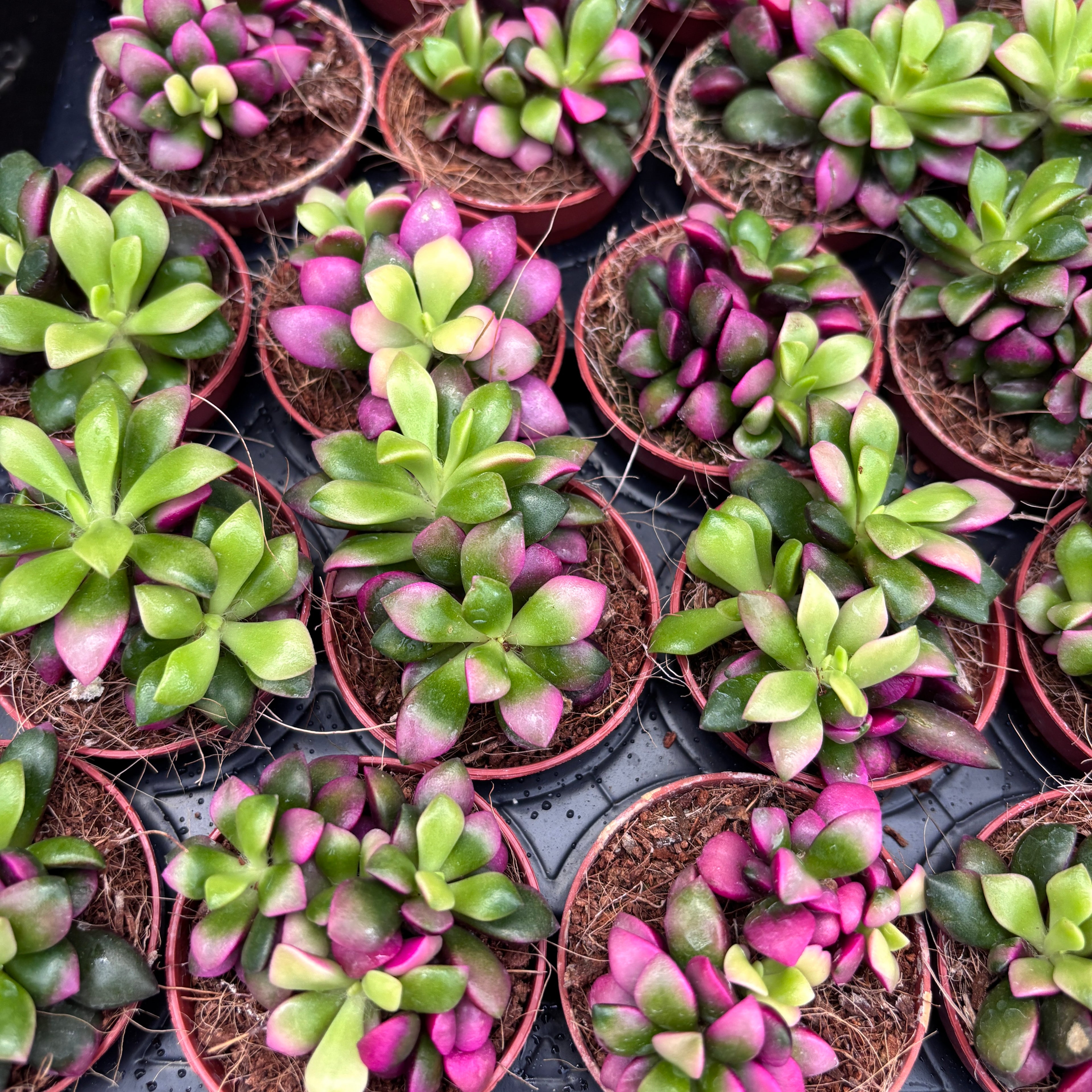 Anacampseros rufescens Lèvres Roses D6