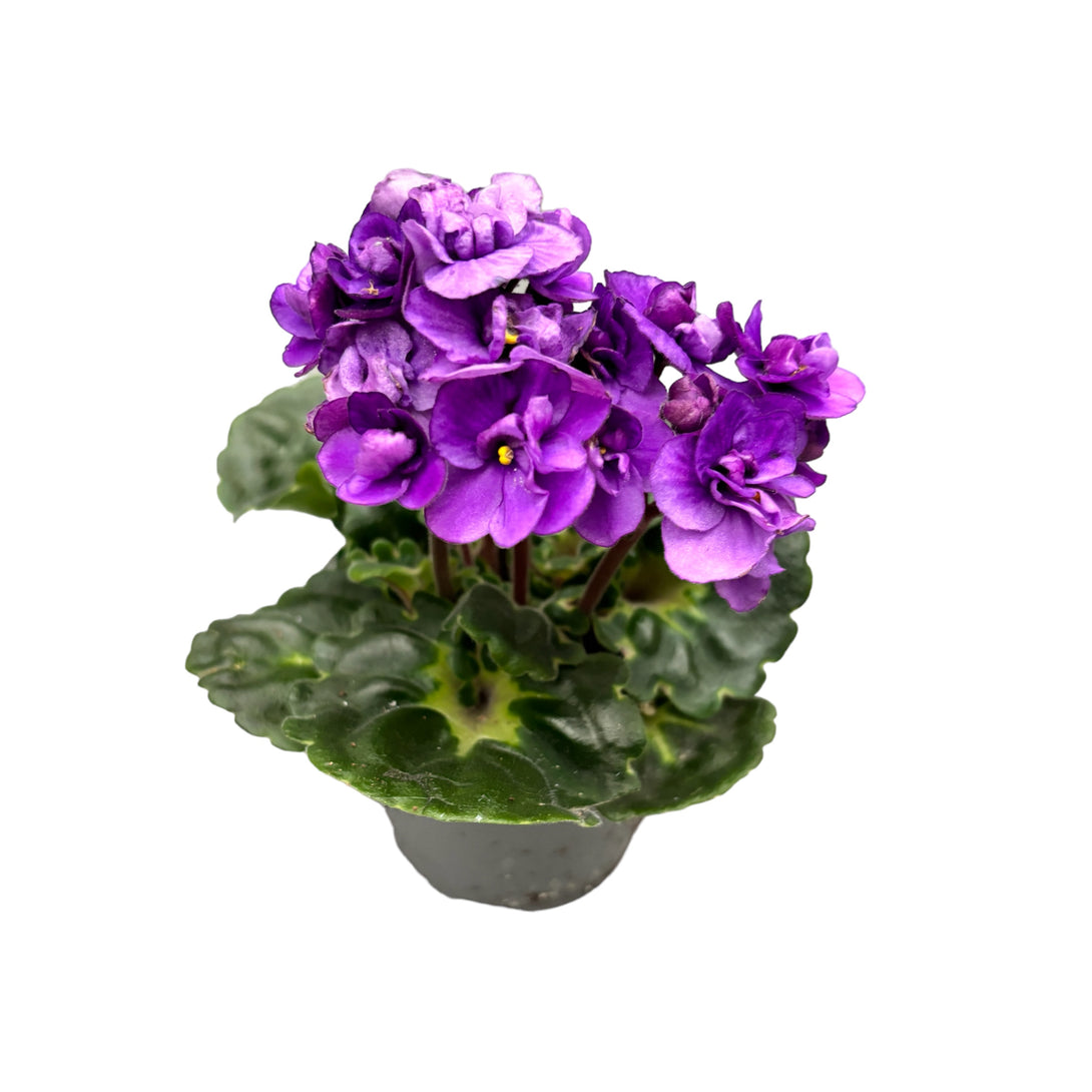 Saintpaulia Rococo Purple - Violete de Parma cu flori duble mov
