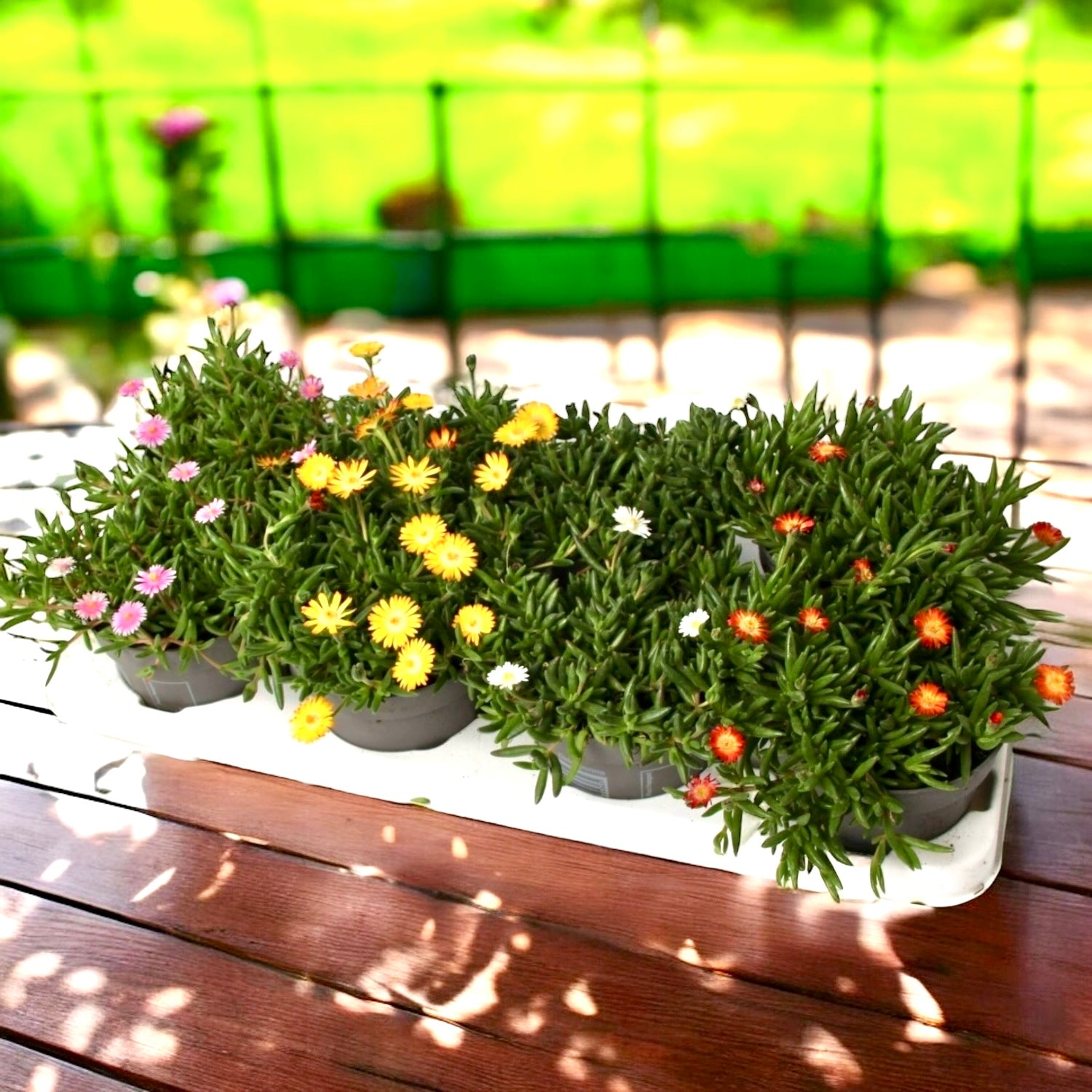 Delosperma mix (floarea de gheata)
