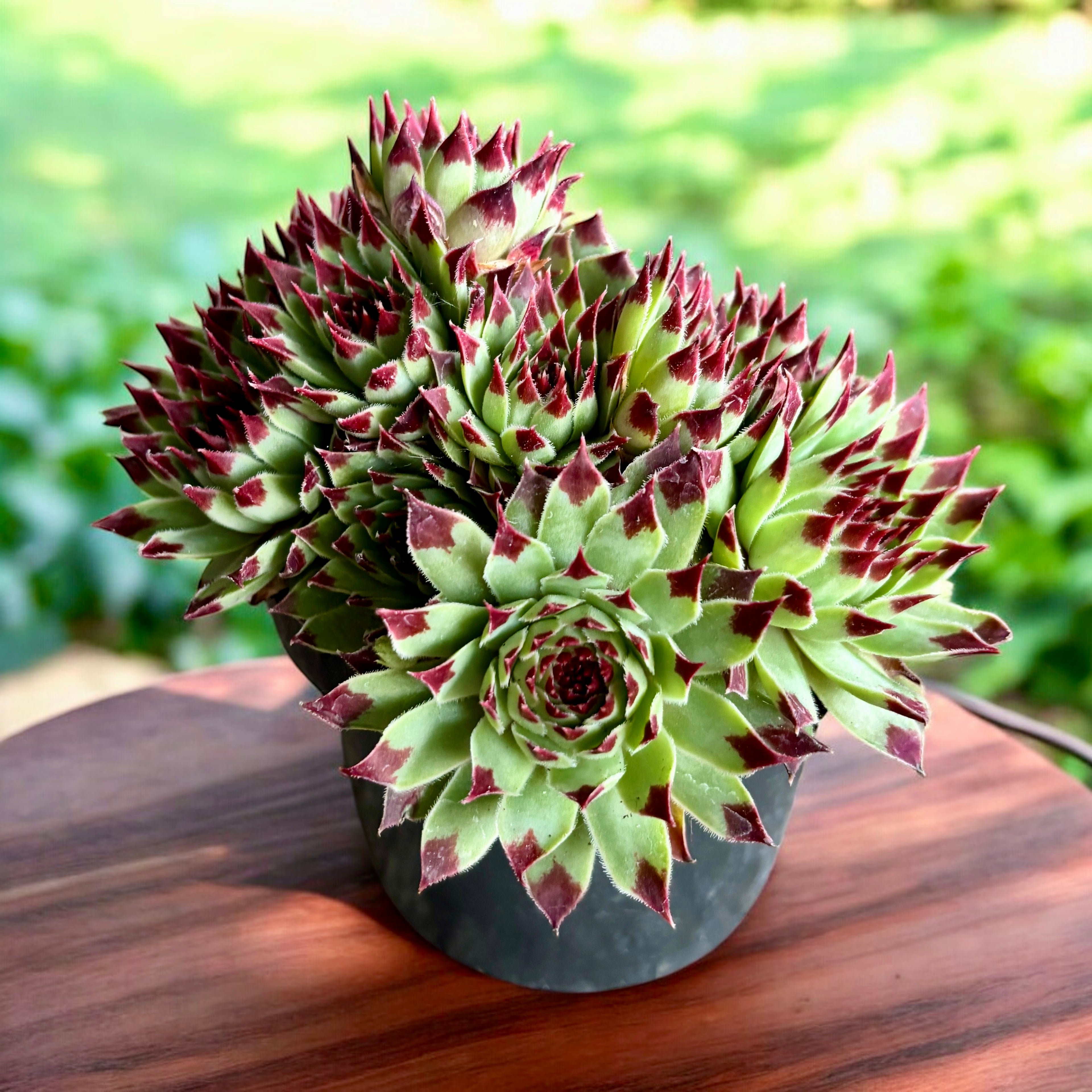 Sempervivum ‘Chick Charms Mint Marvel' -  planta urechelnita cu frunze verde-menta