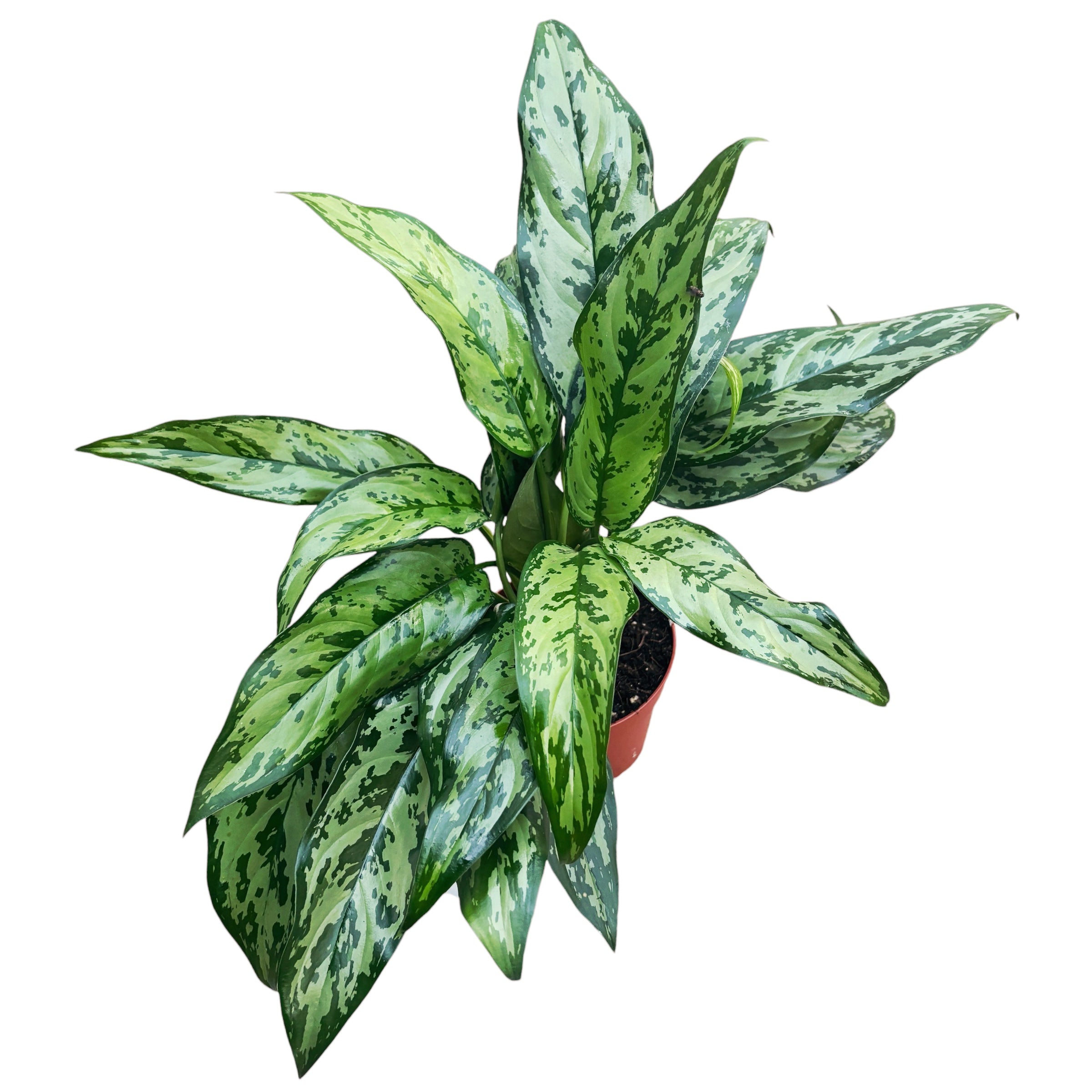Aglaonema Romeo 2pp aglaonema-romeo-2pp