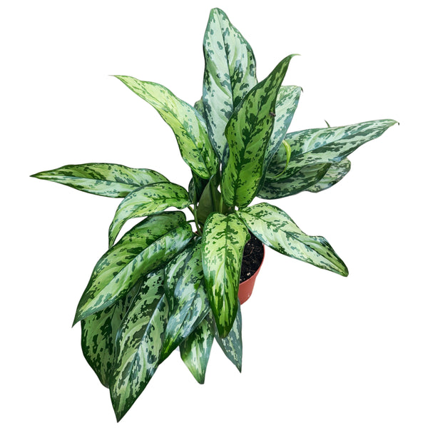 Aglaonema 'Romeo' 2 Seiten