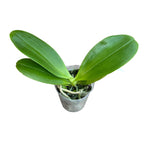 Phalaenopsis Orchid World (Phal. Malibu Imp × Phal. Deventeriana) - parfumata