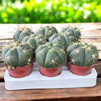 Gymnocalycium horstii – Spider Cactus, cactus rar cu spini spectaculosi si flori mari