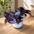 Tradescantia zebrina 'Purpusii Purple Joy' (mlada rastlina)