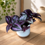 Tradescantia zebrina 'Purpusii Purple Joy' (mlada rastlina)