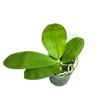 Phalaenopsis bellina var. pink 'Fire' - intensywnie pachnące kwiaty