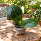 Phalaenopsis Mituo Sun King - pachnące woskowe kwiaty