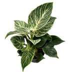 Philodendron Birkin (White Wave, White Measure)