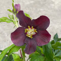 Helleborus orientalis 'Early Red' (Spanz)