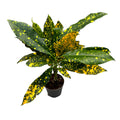 Codiaeum Variegatum Gold Dust (miminko)