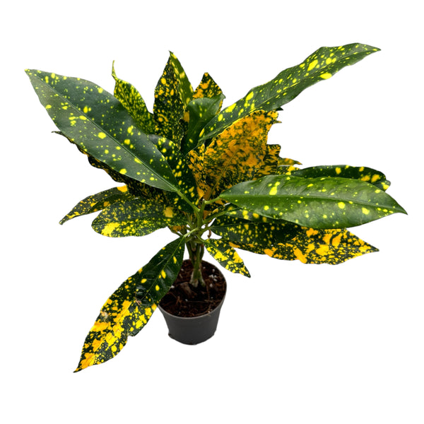 Codiaeum Variegatum Goldstaub (Babypflanze)