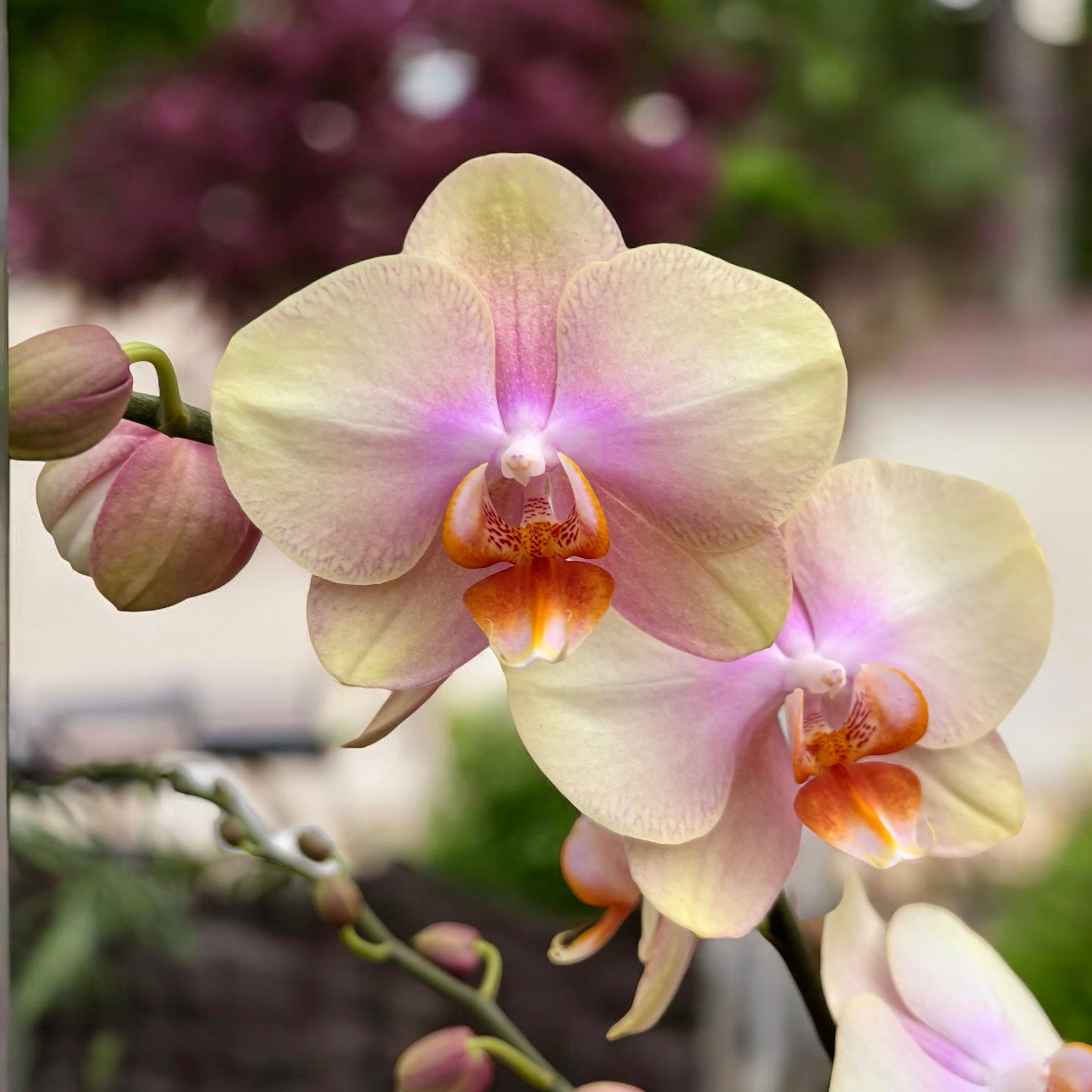 Phalaenopsis Long Pride Passionata