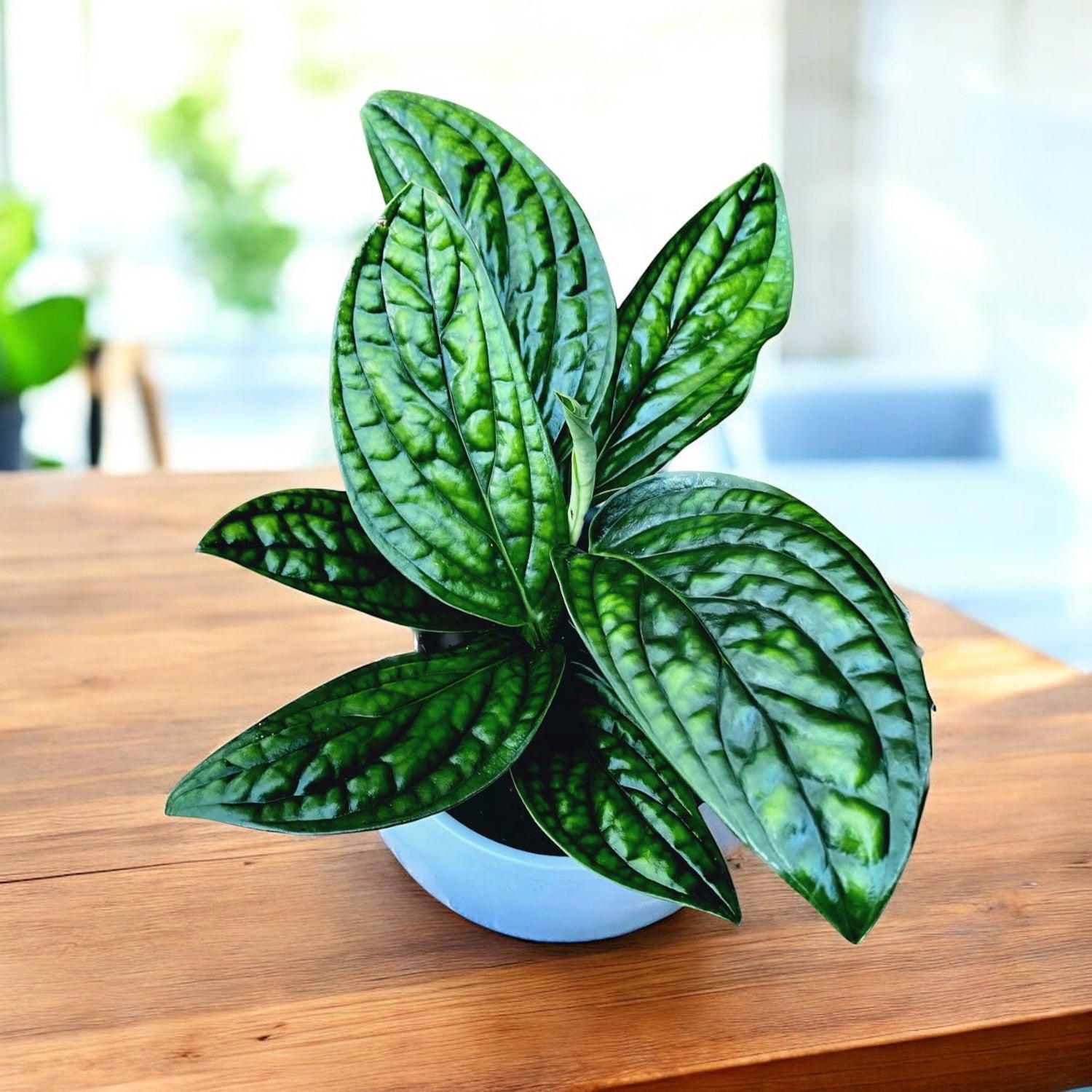 Monstera Peru (Monstera Karstenianum)