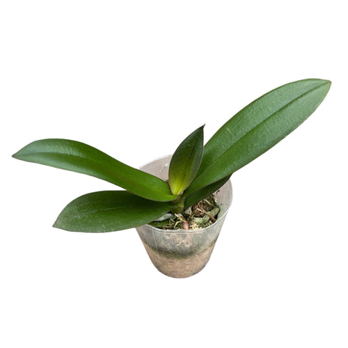 Phalaenopsis SKB Fekete Csipke (pelorikus)