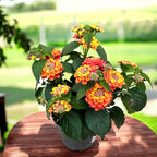 Lantana camara 'Pinata'