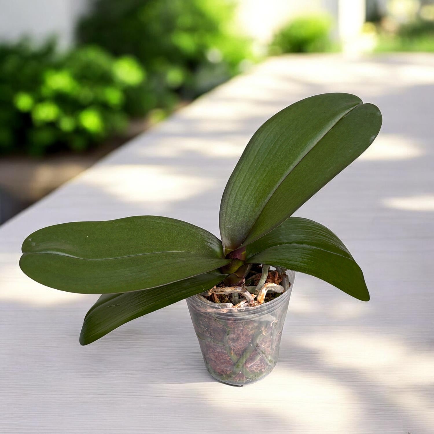 Phal. Sogo Diamond 'HLW' × Taida Red Bird (peloric)