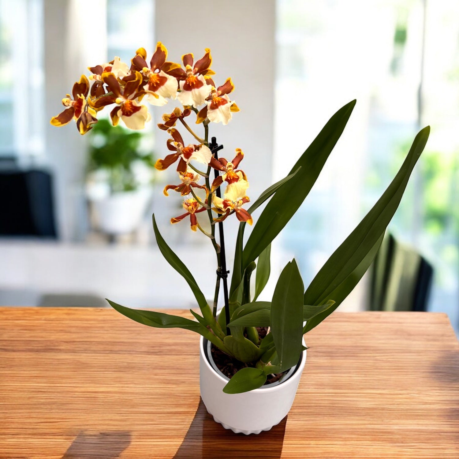 Colmanara Gold Rush - parfumata