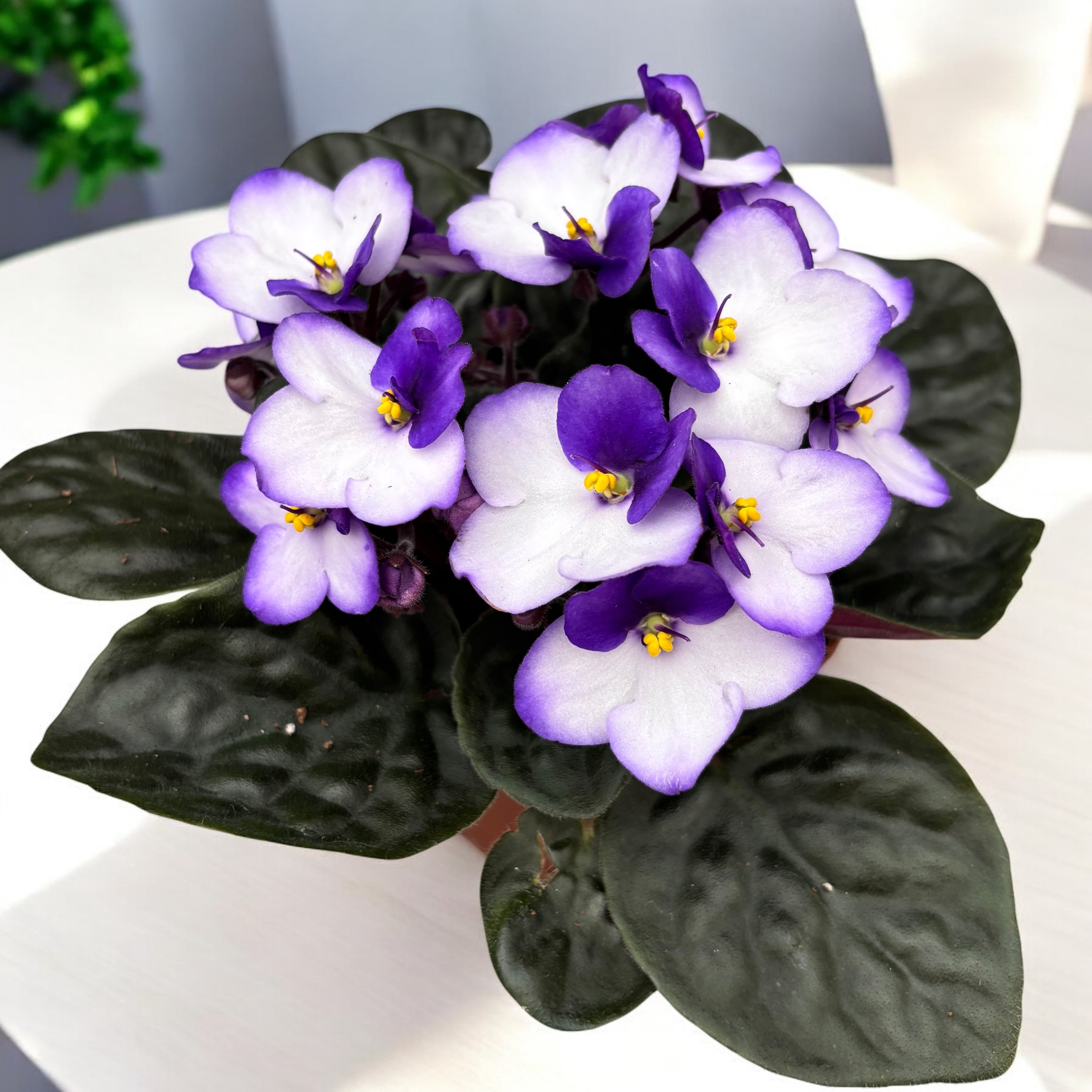 Saintpaulia Trendy Purple - violete bicolore