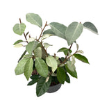 Elaeagnus ebbingei (Russian Olive, Silverberry) - fructe comestibile