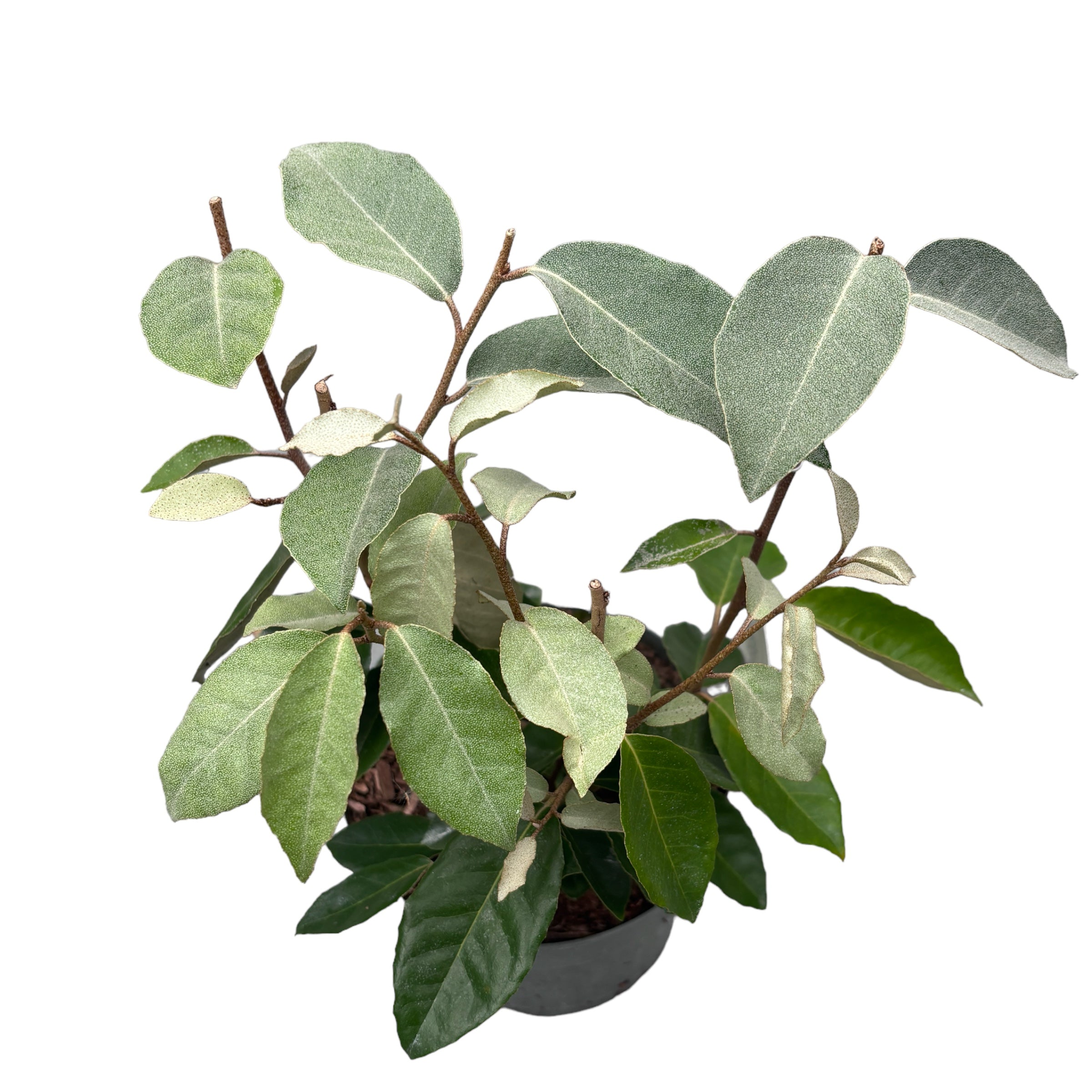 Elaeagnus ebbingei (Olivo ruso, Silverberry) - frutos comestibles