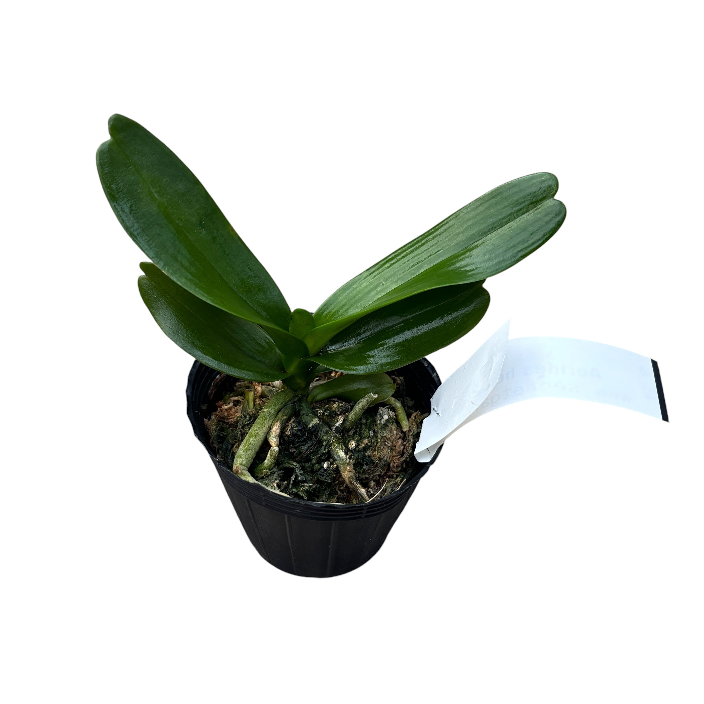 Aerides houlletiana * duftende Blüten