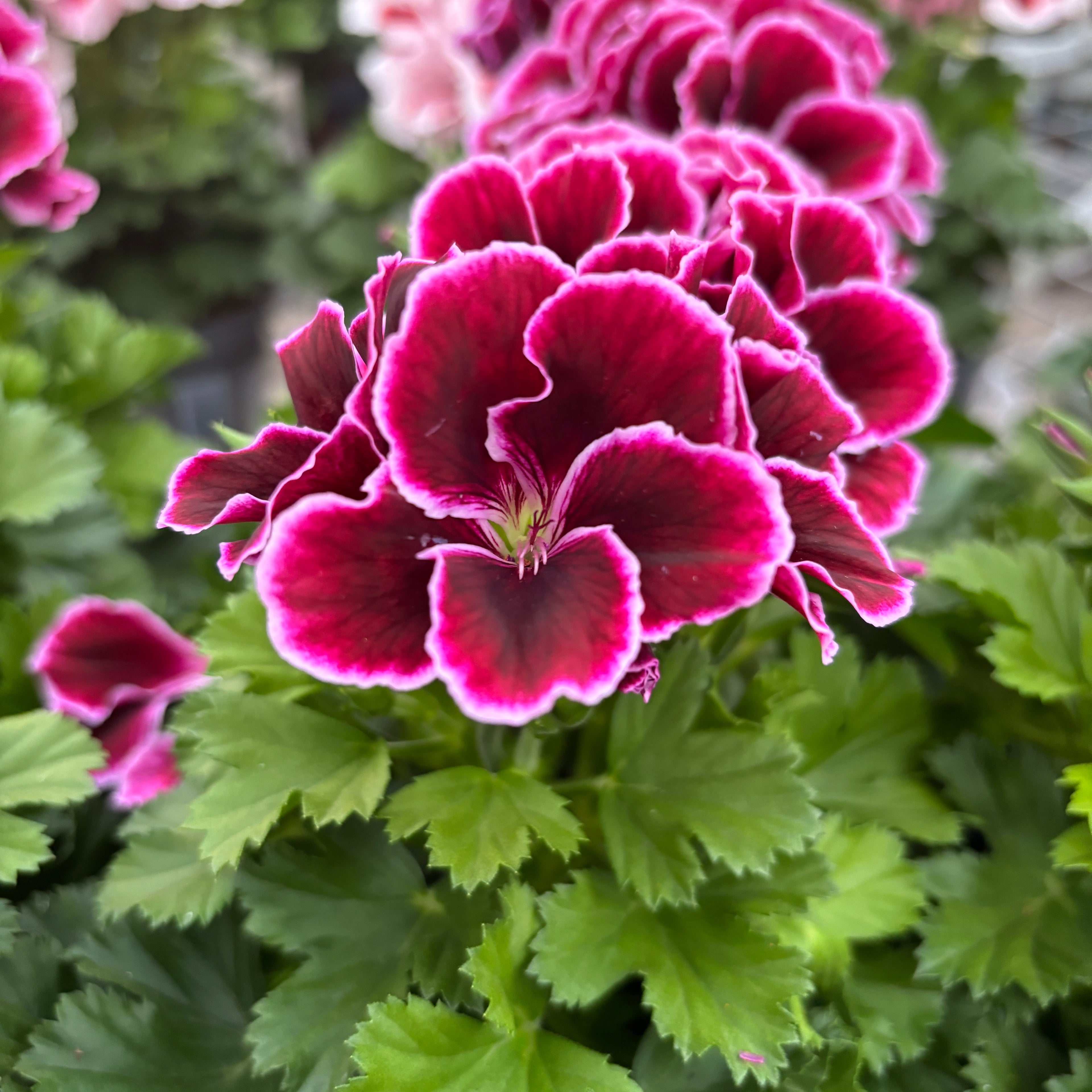 Pelargonium grandiflorum ‘Don Bliss’ (muscate englezesti)