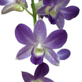 Dendrobium Phalaenopsis Blue Happiness