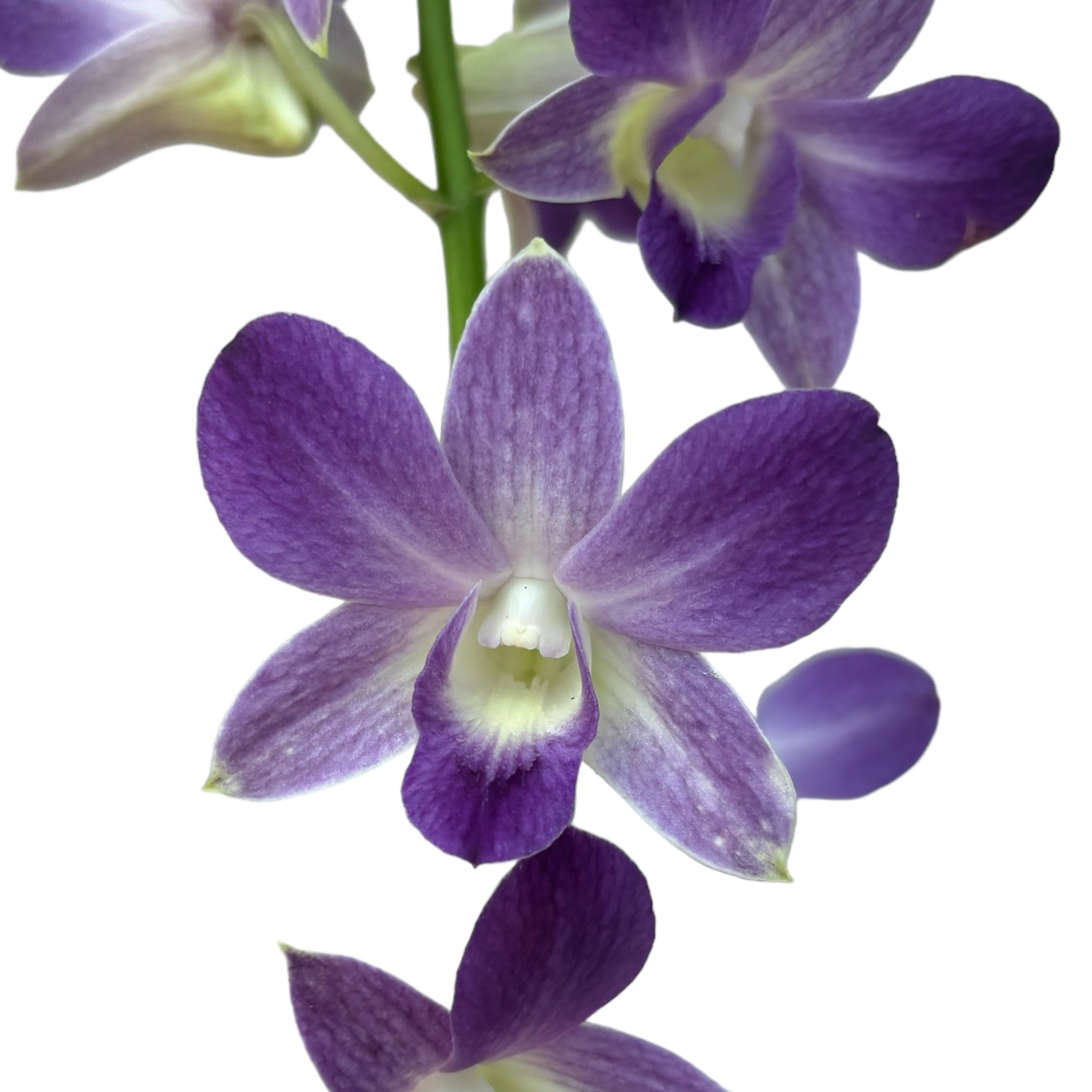 Dendrobium Phalaenopsis Blaue Glückseligkeit