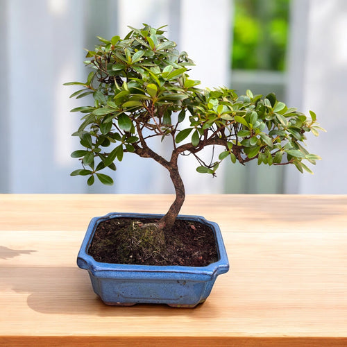 Bonsai Azalea Japonica (Rhododendron) – Secret Garden Plant Shop