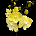 Phalaenopsis « Limoncello Kiss » grande lèvre