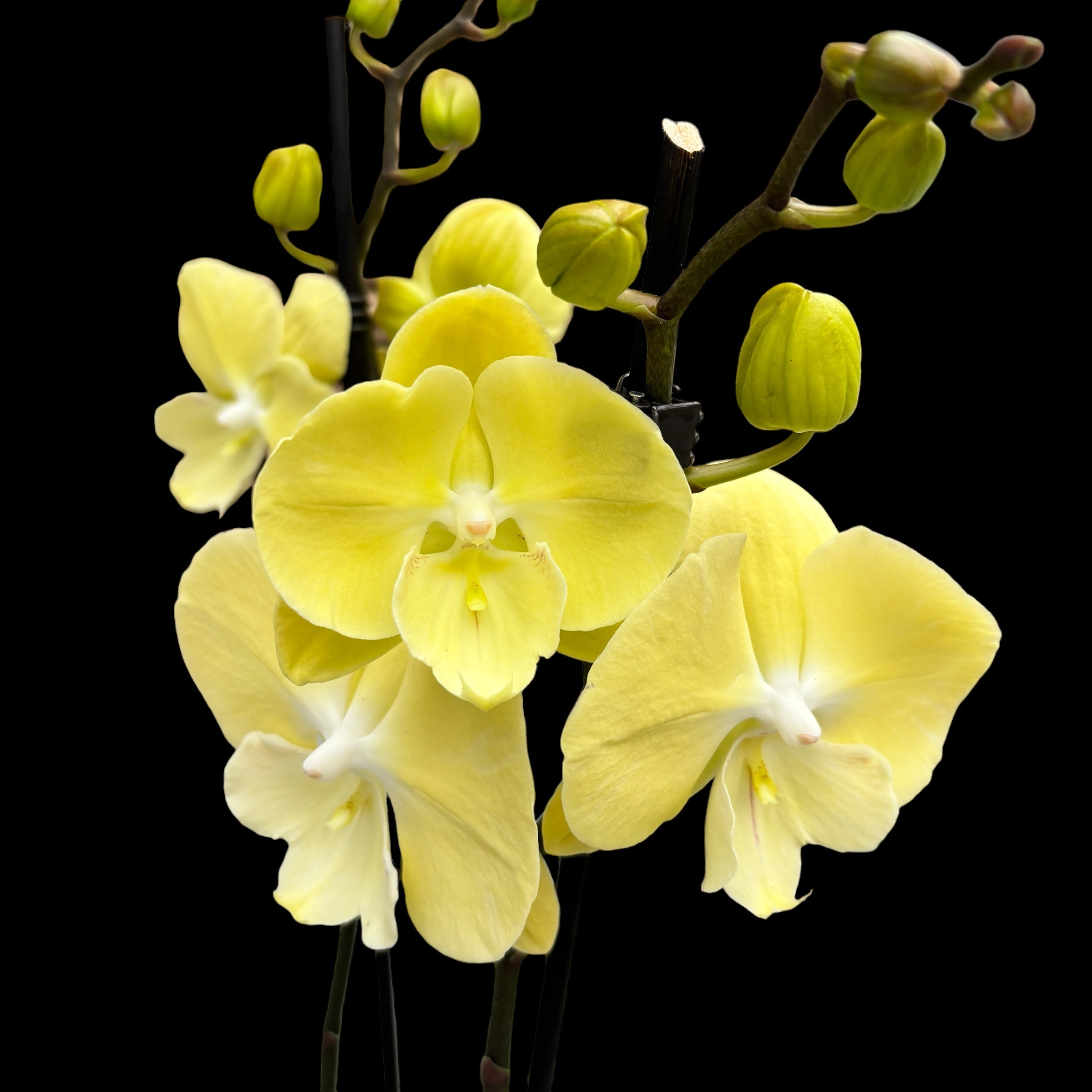 Phalaenopsis ‘Limoncello Kiss’ big lip