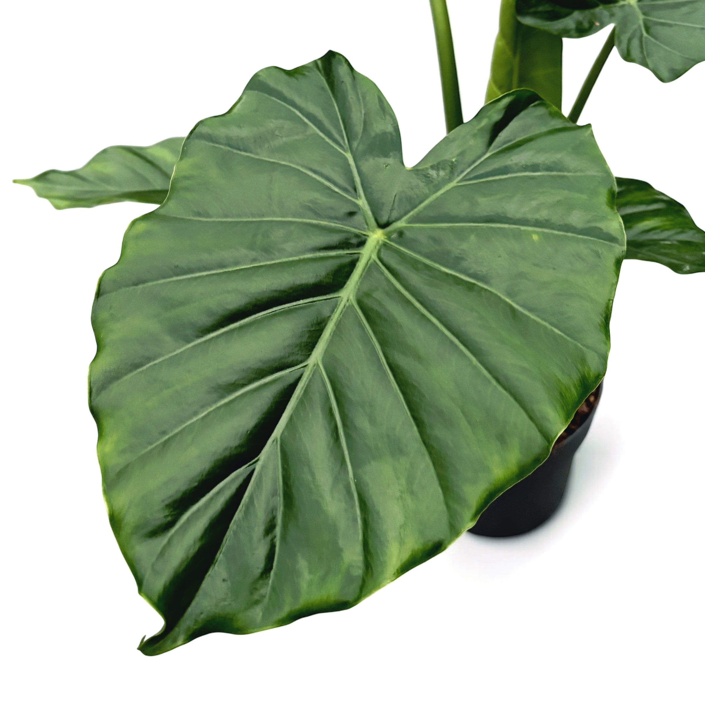Alocasia gageana California