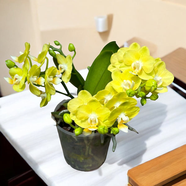 Phalaenopsis Table Lemon