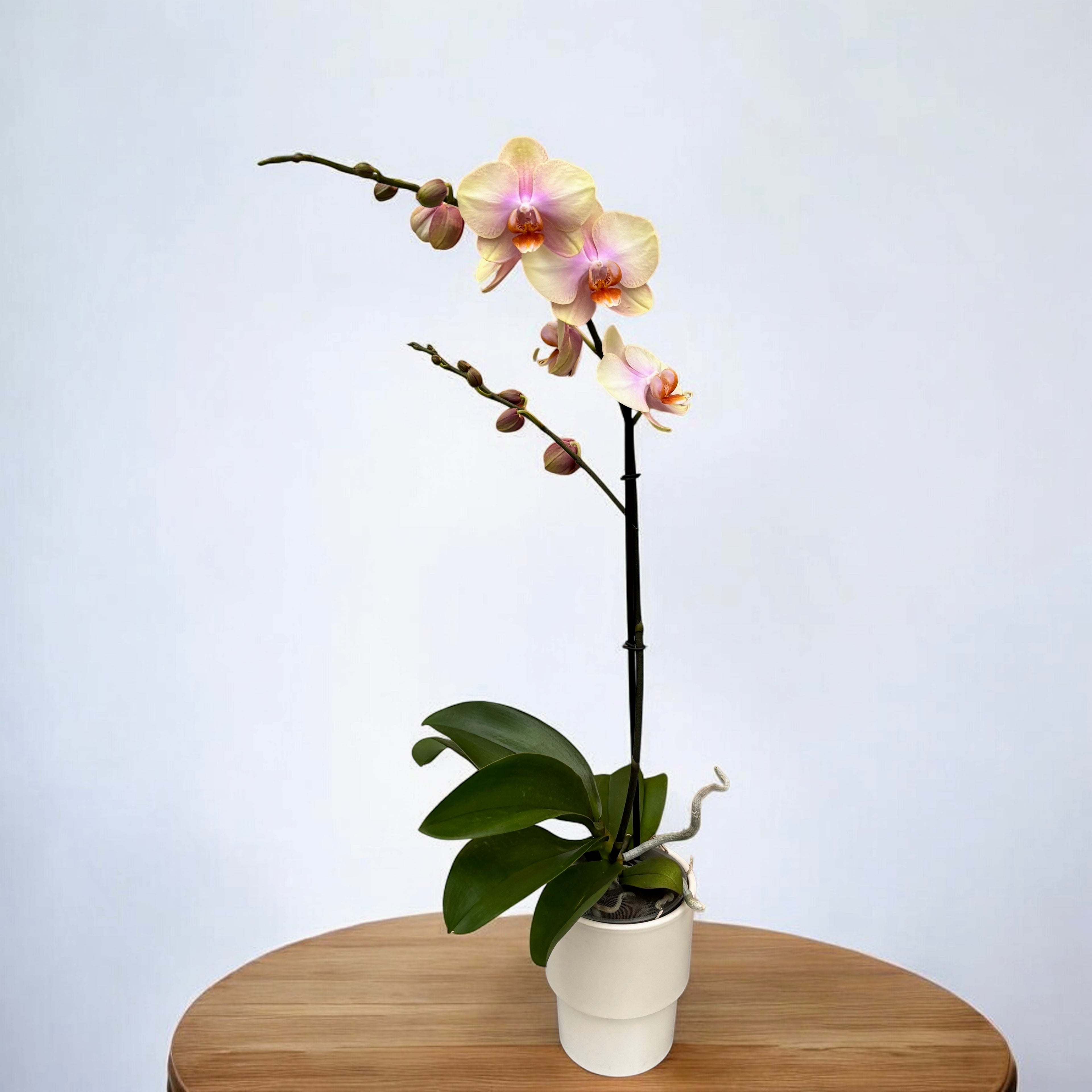 Phalaenopsis Long Pride Passionata