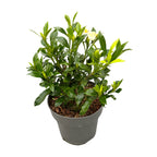 Gardenia Jasminoides 'Sweetheart' (klarar sig även i trädgården)