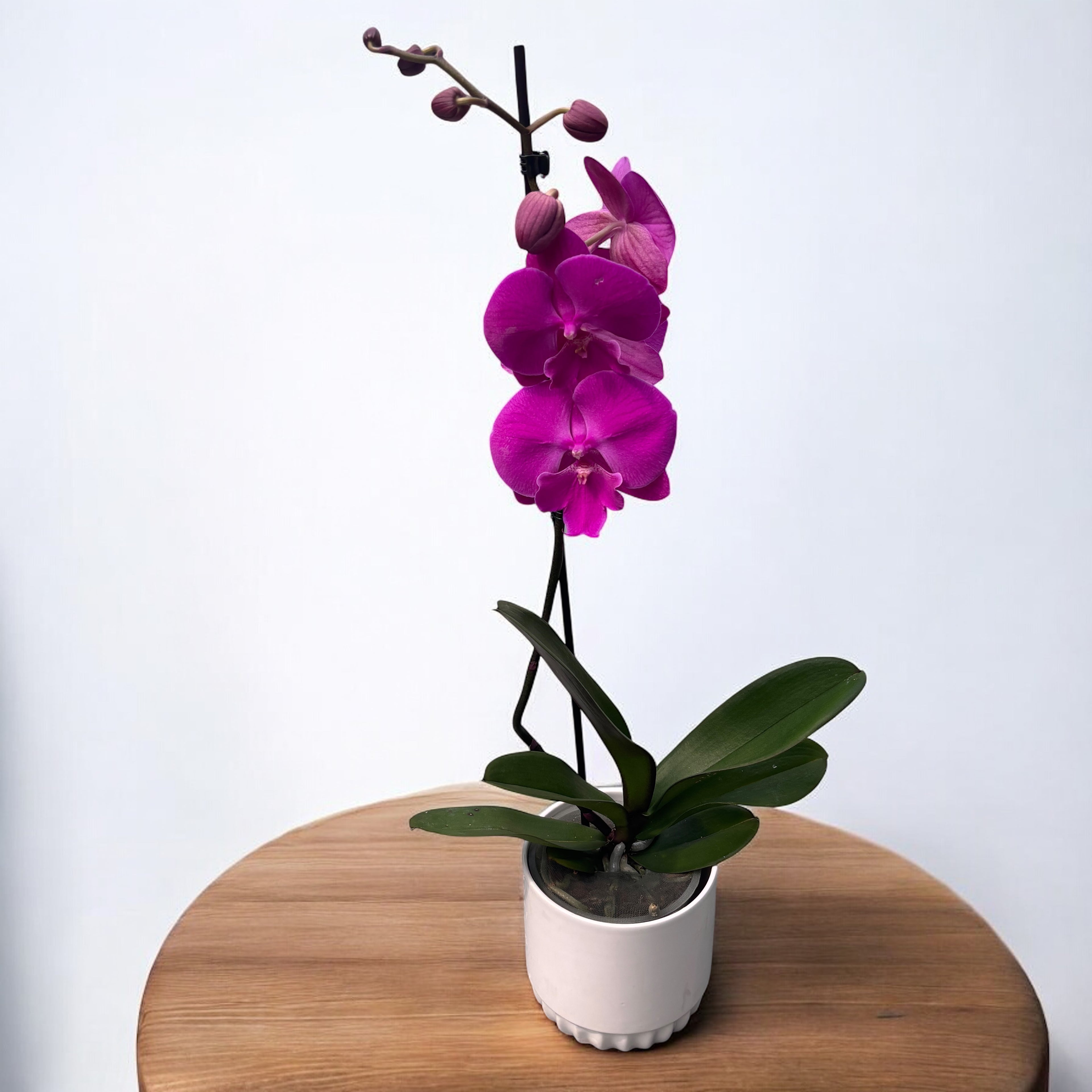 Phalaenopsis 'Limited #106' grande labbro