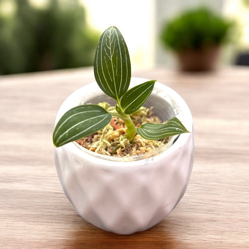 Ludisia discolor var. alba