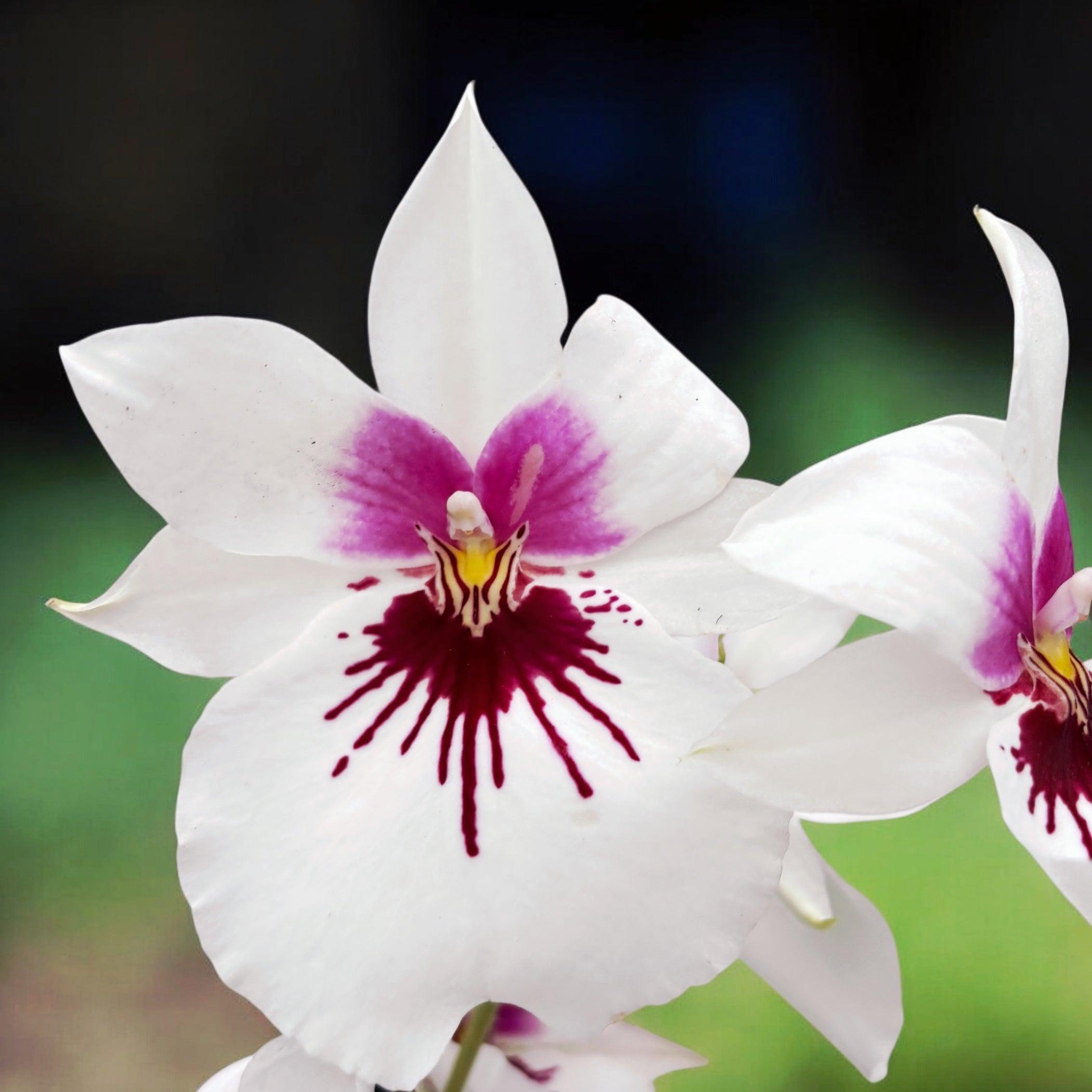 Miltoniopsis (Ambre x Lynne Waihee) 'Cream Puff'