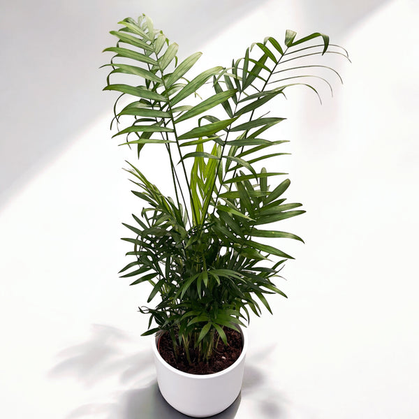 Chamaedorea Elegans Palm (Dwarf Apartment Palm)